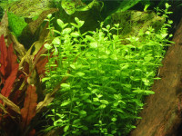 Снимка на Lindernia rotundifolia, (L.) Alston